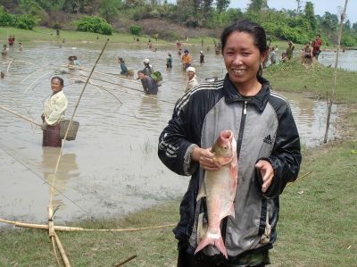 Harvesting a communal culture-based fishery in Thong Van, Vietnam. 在越南通万(Thong Van)收获以公共文化为基础的渔业。